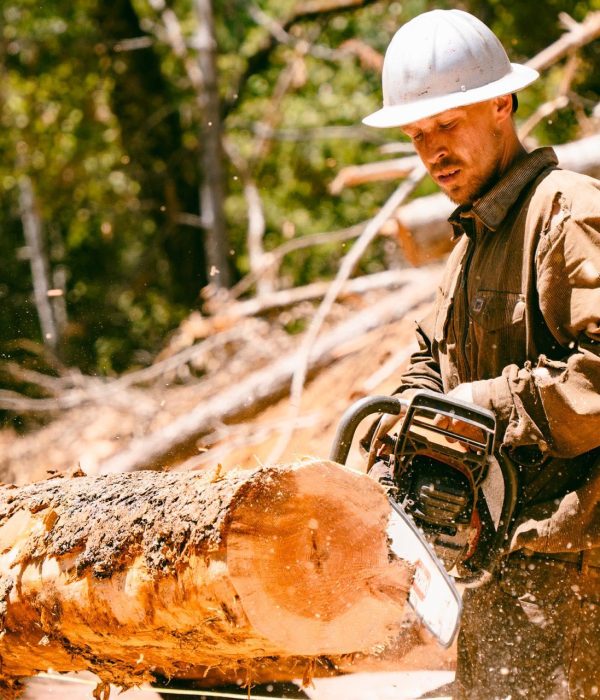 Roman Price, an employee of Hoopa Forest Industries, uses a chainsaw to prepare a fallen log of timber to be transported. Photo by Sean Gutierrez