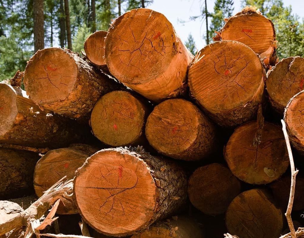 A photo of cut logs