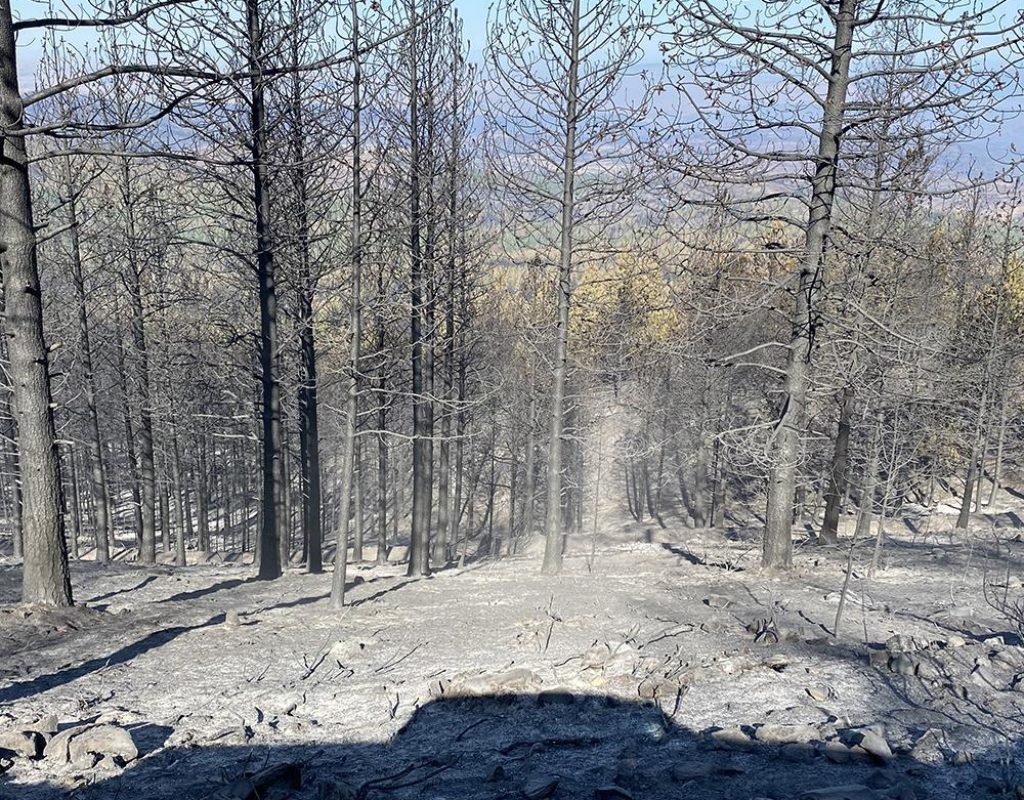 A photo of a burned forest