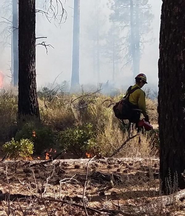 An individual burns the ground of the forest floor during a prescribed burn