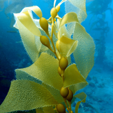 Lime green null kelp floating in blue water