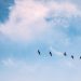 Six geese flying in line against blue sky and white clouds