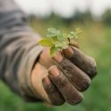hand holding sprout in farm field