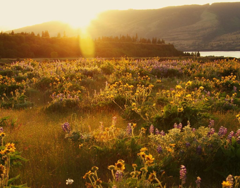 Balsamroot flowers in bloom Rowena Crest, Oregon. Photo credit: Bonnie Moreland