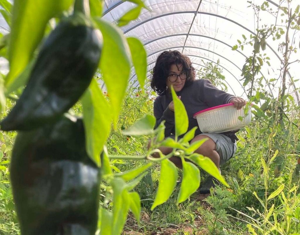 Tara_Sun_Moon_Fields_1