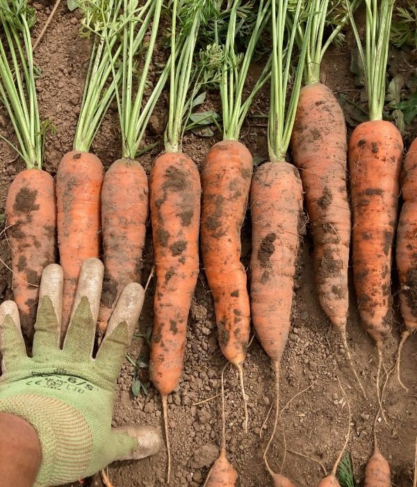Picked carrots resting on the ground