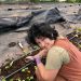 Farmer working in hoop house