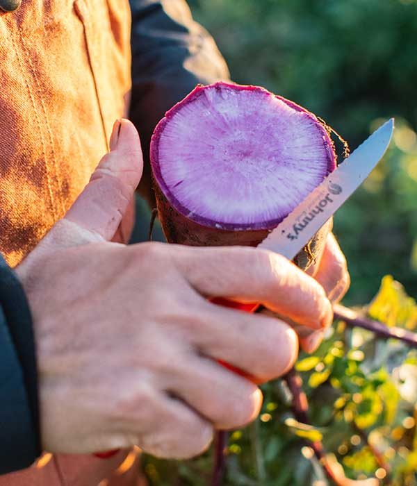 Hands with knife cutting pink daikon