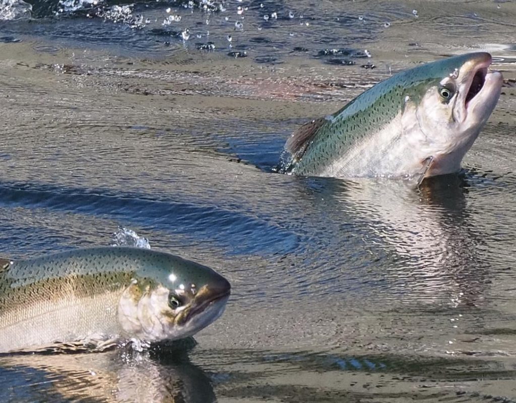 Two Chinook salmon mid-leap out of flowing water
