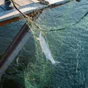 fish in net over sparkling river water