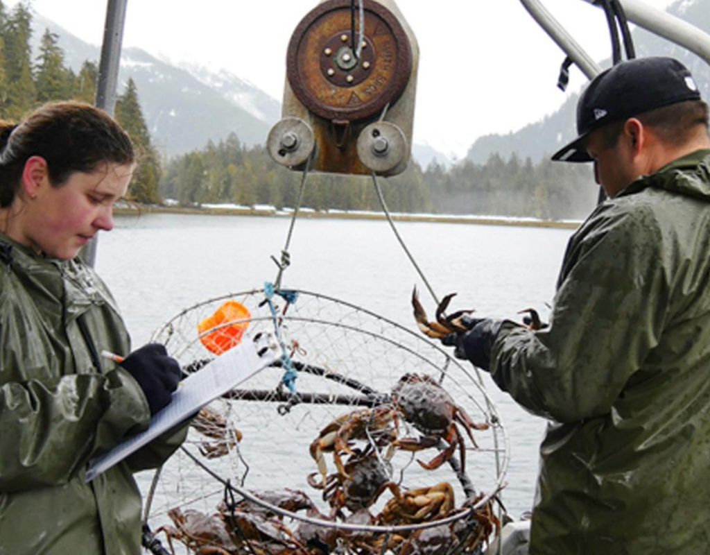 A woman writes on a clipboard, a man wearing a baseball cap holds a crab. Between them is a crab trap with about a dozen Dungeness crabs. They appear to be on a boat in a lake.
