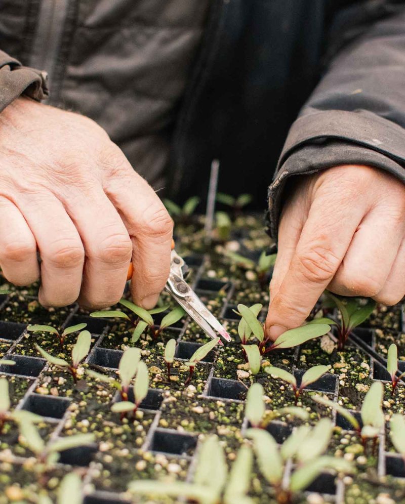 header_microgrant_vegetable starts