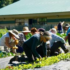 group of people kneeling down gardening vegetables in the sun