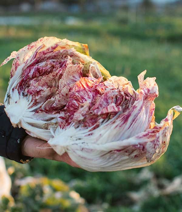 moramorafarm_radicchio