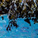 A sheen of oil chokes a bed of kelp. This marine plant is critical spawning ground for herring -- a staple food for the Heiltsuk community. Photo by April Bencze