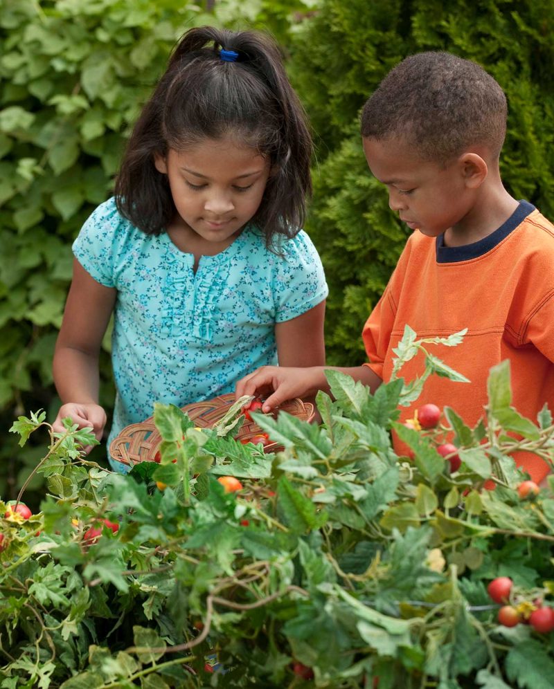 two children in a green summery vegetable garden, looking at plants