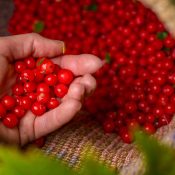 hand reaching into woven basket full of brilliant red huckleberries