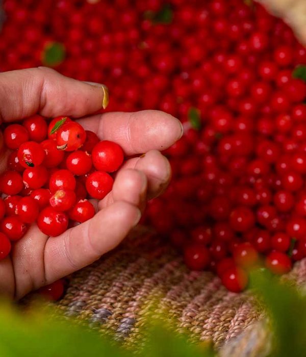 hand reaching into woven basket full of brilliant red huckleberries