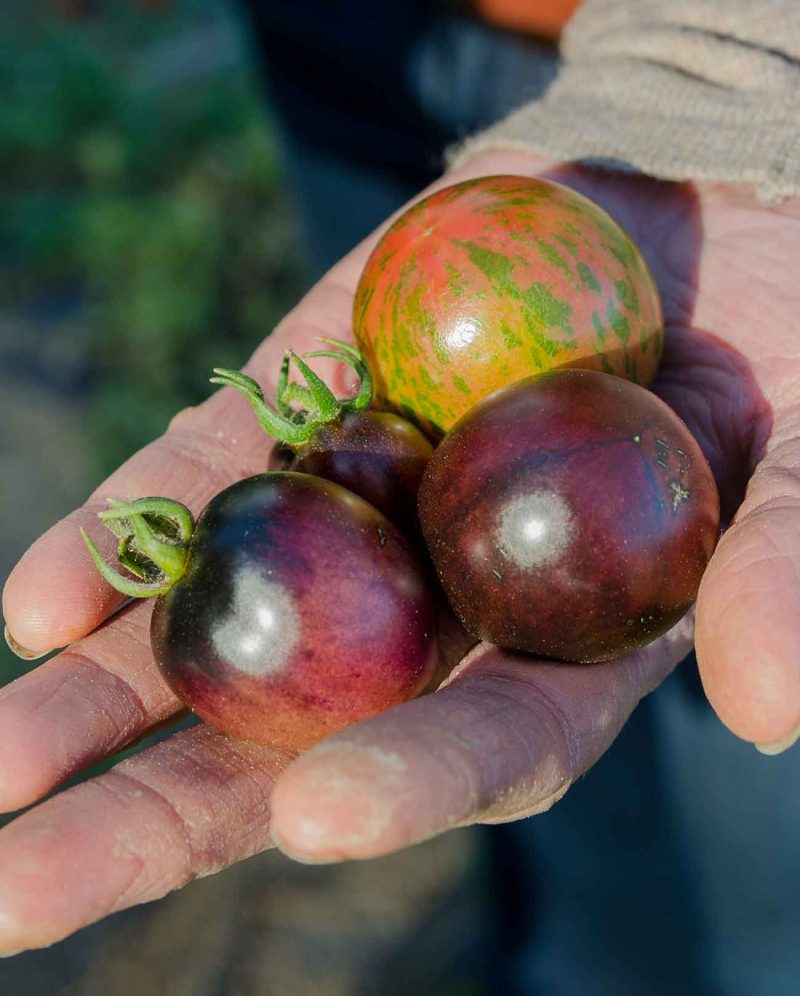 A hand extended holding four heirloom tomatoes