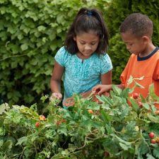 two children in a green summery vegetable garden, looking at plants