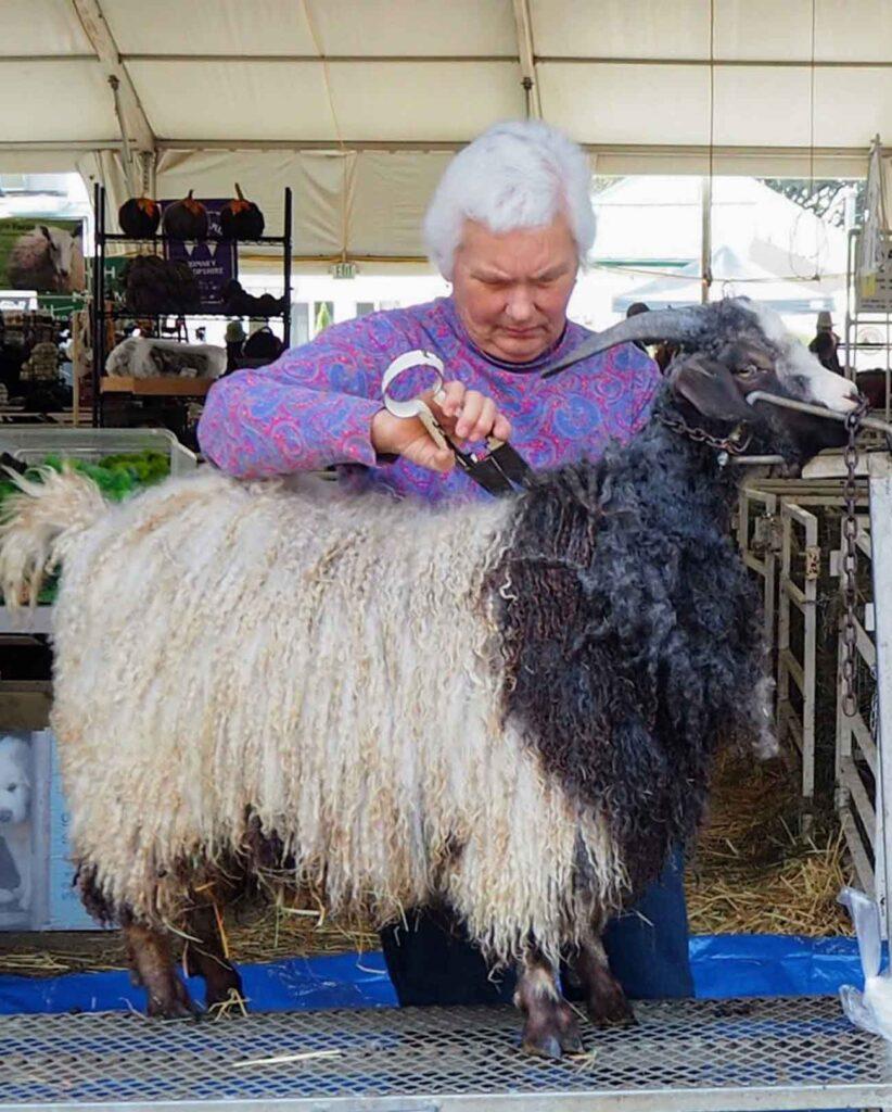 Older white woman with white hair shears a black and white goat with long shaggy hair.