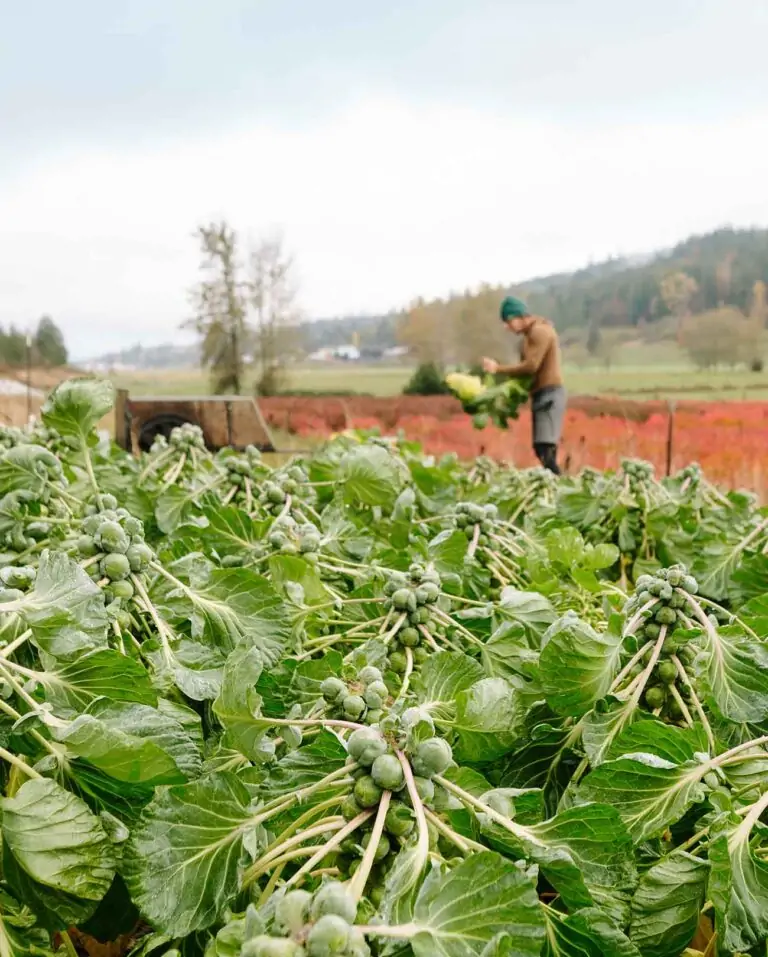 A field of Brussel sprouts, with a person out of focus in the background. They are wearing a teal beanie, a brown hoodie, and gray pants and holding a stem of sprouts.