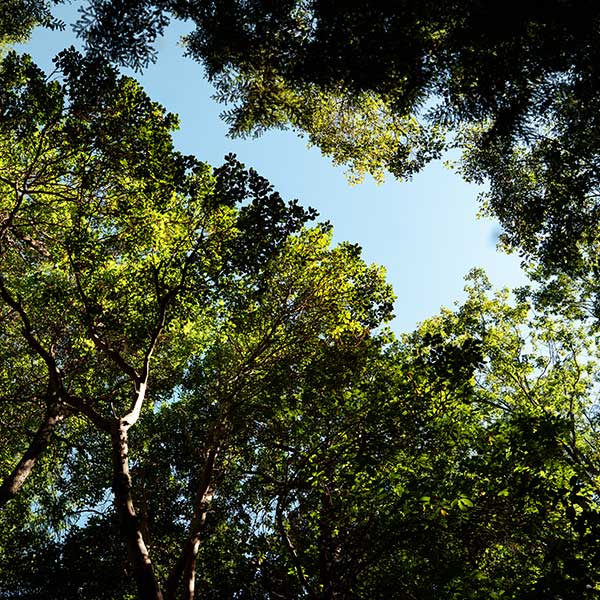 looking up at green leafy forest canopy, blue sky above