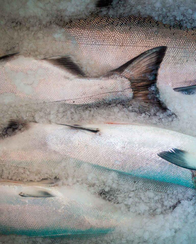 Four frozen salmon carcasses on ice