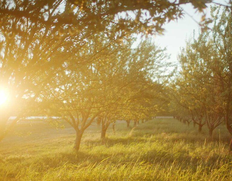 Golden sunlight shines through an almond orchard