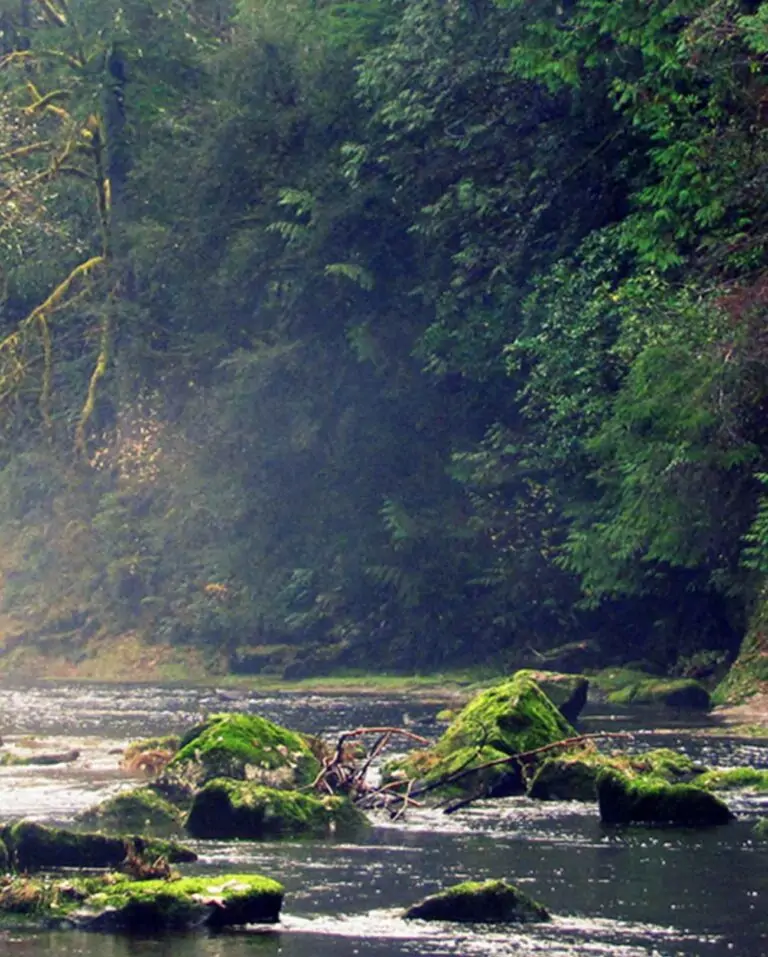 A river studded with mossy stones surrounded by green trees