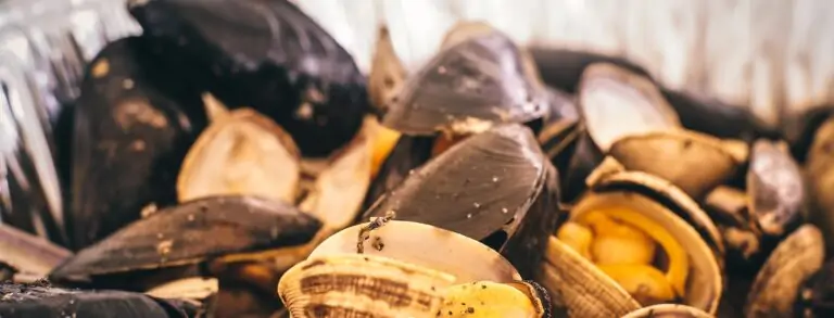 Close-up of cooked mussels and clams open and ready to enjoy