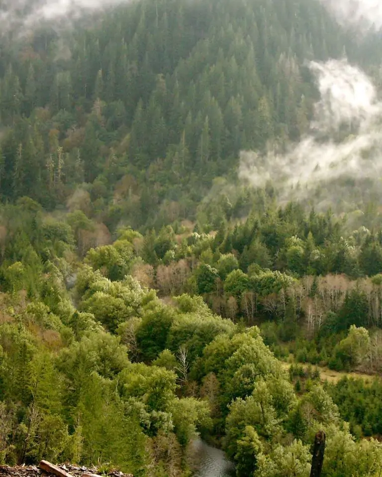 A forested hillside framed by wispy clouds