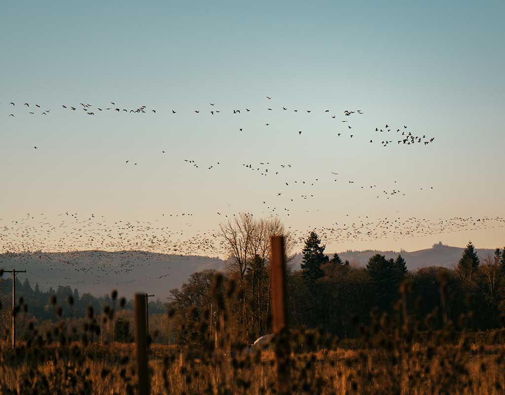 Migrating geese fly over a farm